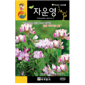 자운영 씨앗 500립 야화생 연화초 홍화채 꽃씨 키우기 화단가꾸기 chinese milkvetch seed, 1개