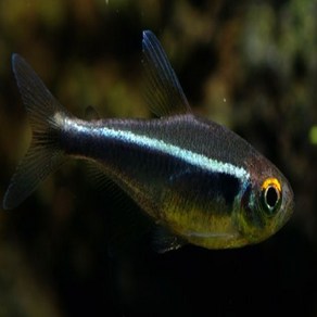 블랙 네온 테트라 3cm ~ 4cm [10마리], 1개, 10g