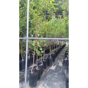 피 자두나무 화분묘 3년생 결실주, 1개