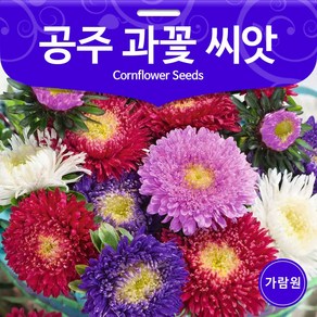 공주 과꽃 씨앗 100알 꽃씨 꽃씨앗 야생화 종자, 1개