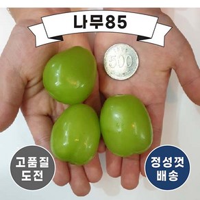 (나무85) 샤인머스켓 접목1년, 1개