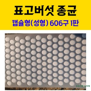 모두다팜 버섯종균 표고버섯종균 606구 버섯종균 캡슐형 성형 버섯재배 버섯키우기 버섯 접종 버섯키트 (성형) 1판, 1개