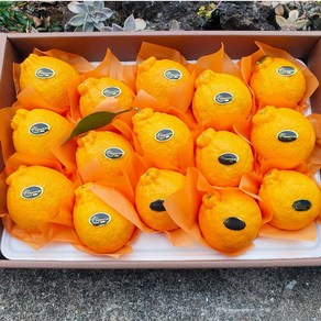 [농장직송] 청정제주 프리미엄 고당도 한라봉, 1박스, 2kg(7~10과), 한라봉 가정용 2kg(7~10과)