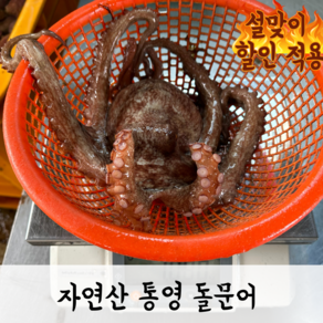 산지직송 생물 통영 당일조업 자연산 돌문어 특품, 1개, 2kg