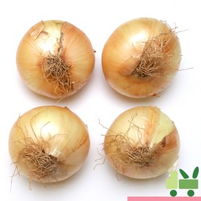 사라상회 양파 (1등) 10kg, 1개