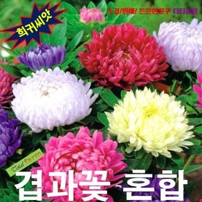 겹과꽃 Duchess Peony 혼합 10립, 1개