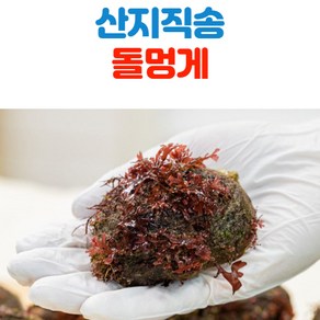 남해안 자연산 돌멍게 1kg 2kg, 돌멍게_1kg, 1개