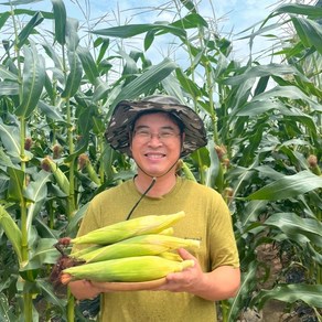 강원도 햇 찰 옥수수 미백 냉동옥수수 (홍천 횡성 영월 정선)