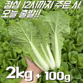 [달콤밥상 얼갈이배추] 물 좋은 철원 산지직송 얼갈이배추, 1개, 2kg