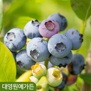 블루베리나무 5치포트 3종 택1 열매 유실수 과일나무, 02. 뉴하노버 5치포트, 1개