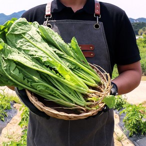 국산 열무 4kg 내외 1박스 전라도 열무