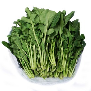 그린팜 생 루꼴라 1kg, 1개