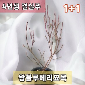 왕블루베리묘목 1+1 나무 4년생 키우기