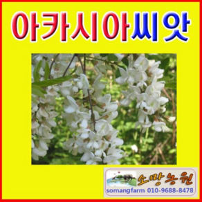 (LT)산림종자 아카시아씨앗 1kg, 1개