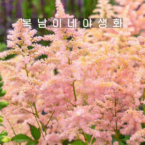 아스틸베 피치 블라썸 [1포트 복남이네야생화 모종 노루오줌 astilbe], 1개