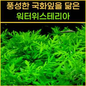 [물풀정원] 초보수초 워터위스테리아(12줄기) 달팽이없는 깨끗한 수초키우기 구피 베타 물고기 새우 은신처, 1개
