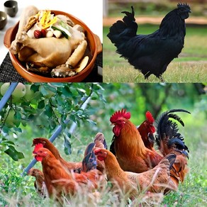 토종닭 백숙 2.3kg내외 생닭 시골토종 장닭 암닭 오골계 [티백증정] 몸보신용 주문손질 [오후5시이전 주문 당일출고], 1.토종닭백숙용 2.4kg내외, 1개