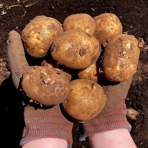 장보남 산지직송 포슬포슬 제주 화산토 흙감자 제주감자 5kg, 1박스, 제주감자 /중 5kg