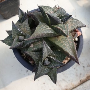 [수암다육] 용린 랜덤발송 Hawothia venosa ssp. tessellata 퍼프 다육 다육이 다육식물 국민다육 다육이키우기 선인장 플랜테리어 미니선인장, 1개