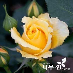 [나무인] 고급사계정원장미 골드바니(노랑색)