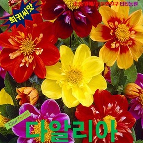 꽃씨 다알리아 댄디 Dahlia Dandy 10립, 1개