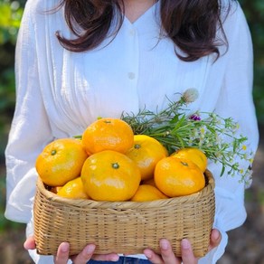 산하홍 당도높은 못난이 귤 프리미엄 타이벡 레드향 효돈감귤 황금향, 1박스, 타이벡감귤 5kg (혼합)