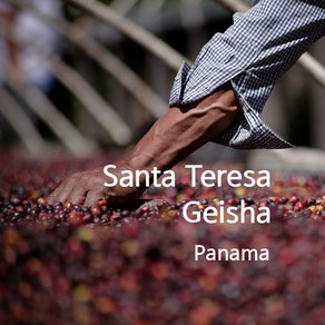 [위트러스트] 파나마 산타테레사 게이샤 내추럴 200g/ Panama Geisha 커피 원두, 1개, 200g, 홀빈(분쇄안함)