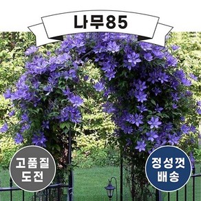 (나무85) 클레마티스 5종 포트