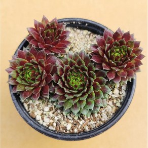 용설 로즈봉황 바위솔 Sempervivum 분경 석부작 정원식물 월동하는 다육식물 용설tv 유튜브 추천 상품