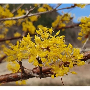 산수유나무 결실주 4년생 분, 1개, 산수유