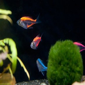 칼라글라스 테트라 3cm ~ 5cm [4마리], 1개, 10g