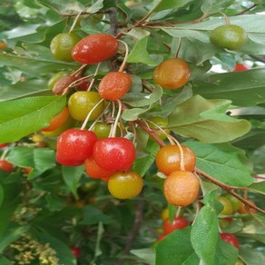 보리수나무 묘목 (왕보리수) 삽목3년생 특묘, 왕보리수나무 R3cm 결실주, 1개