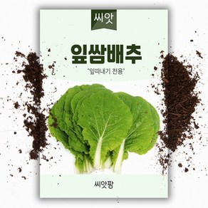 잎쌈배추 씨앗 (500립) 국내채종 쌈추 쌈채소 씨앗, 1개