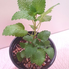 레몬밤 10cm 포트 화분 허브모종 식용허브 허브키우기, 1개