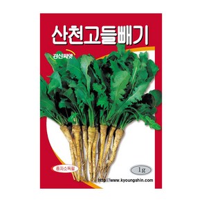 경신종묘 고들빼기씨앗 산천고들빼기 1g, 1개