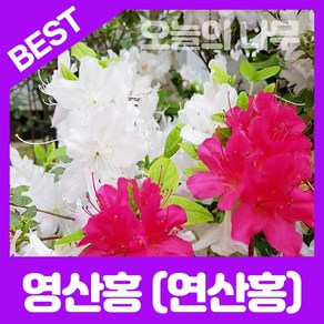 영산홍/연산홍/정원수용 철쭉나무묘목 (베니 자산홍 백철) 5주묶음 판매, 자산홍(자주 꽃)5주묶음, 1개