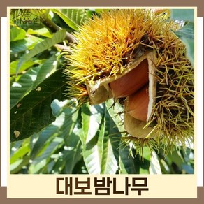 밤나무 묘목 대보 R3cm 결실주(분) 1개