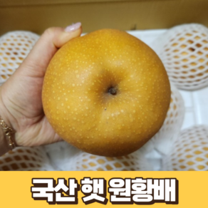 국산 햇 원황배 5kg 대과 국내산 농장 산지 직송 가정용 못난이 배 제철 원황 배 고당도 배 울산 서생배 햇배 울산배, 1개