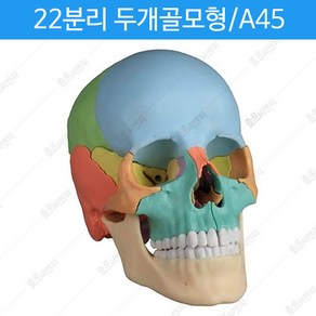 -독일/자석부착형 22분리 두개골모형 A45/평균적인 성인의 두개골