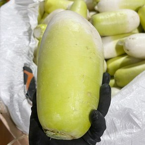 제주도 농가 산지직송 월동 세척무, 못생겨도 맛있는 무 5kg, 1개