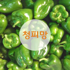 청피망 10kg 신선농장, 상 10kg, 1개