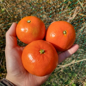 프레시팜 프리미엄 고당도 제주 동백향 특품, 1개, 2kg