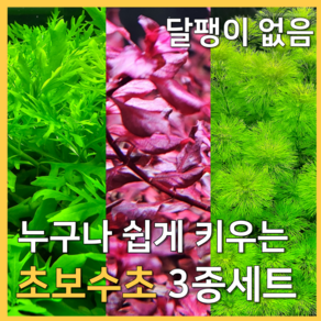 [수초농부] 초보자 수초 3종 암브리아 슈퍼레드 워터위스테리아, 1세트