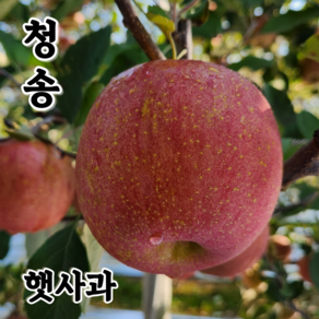 청송 고산지 꿀 사과 (중과) 2kg 3kg 5kg 가정용 선물용, 1개, 09.2kg (소,중,대과)혼합