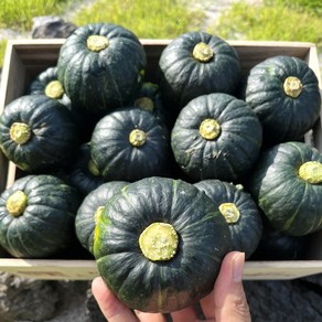 [제철365] 산지직송 제주 미니 밤호박 단호박 보우짱, 4.5kg [특품], 1개