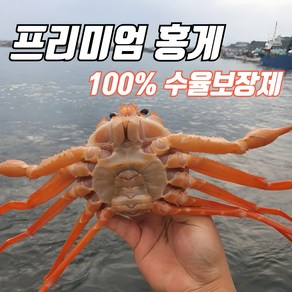 [선주직송] 구룡포 자숙 홍게 3kg(8~12마리) 산지직송 빠른배송, 1개