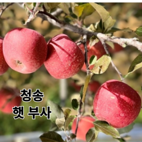 단단한 고당도 햇 사과 경북 청송 (당도선별) 산지직송 2kg 3kg 5kg 10kg