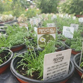 캐모마일(로만) 10cm 포트 화분 허브모종 식용허브 허브키우기