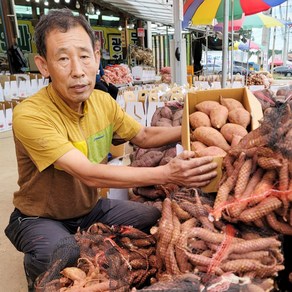 태안 안면도 햇 호박고구마(한입) 5kg10kg