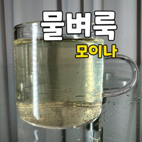 물벼룩 모이나 2000마리, 1개, 650ml